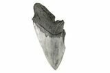 Partial Megalodon Tooth - South Carolina #193955-1